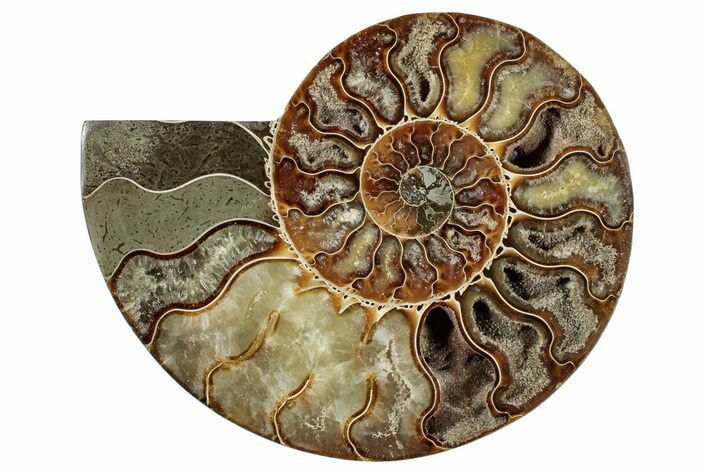 Cut & Polished Ammonite Fossil (Half) - Madagascar #267978